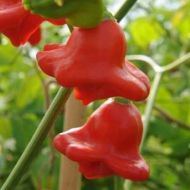 Ахи Орхидея (Aji Orchid) - 15 бр. семена 