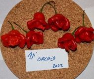 Ахи Орхидея (Aji Orchid) - 15 бр. семена 