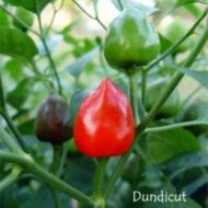 Дъндикът (Dundicut) - 15 бр. семена