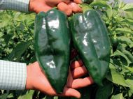 Ancho (Ancho Poblano) - 15 seeds
