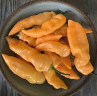 Sugar Rush Orange - 15 seeds