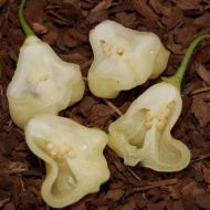 Aji White Fantasy - 15 seeds