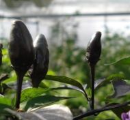 Explosive Ember / Royal Black - 15 seeds