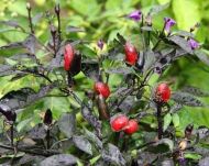 Explosive Ember / Royal Black - 15 seeds