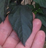 Explosive Ember / Royal Black - 15 seeds