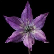 Explosive Ember / Royal Black - 15 seeds