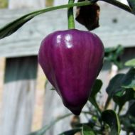 Purple UFO - 15 seeds