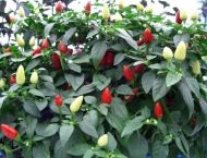 Prairie Fire - 15 pcs.
