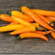 Orange Thai - 15 seeds