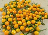 Aji Charapita - 15 seeds