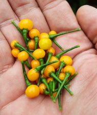 Aji Charapita - 15 seeds