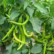 Aci Sivri - 25 Seeds
