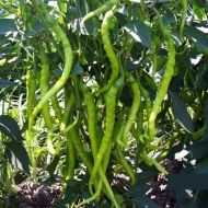 Aci Sivri - 25 Seeds