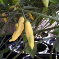 Aji Pineapple - 15 pcs. seeds