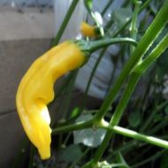 Aji Pineapple - 15 pcs. seeds