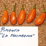 Пимента Ла Макарена (Pimenta La Macarena) - 15 бр. семена