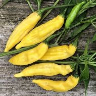 Lemon Colormix - 25 seeds