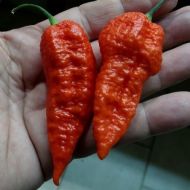 Leviathan Gnarly Scorpion - 10 seeds