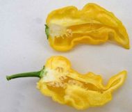 Lemon - 15 seeds