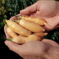 Sugar Rush Peach - 25 seeds