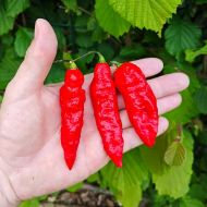 Bhut Jolokia - 10 seeds