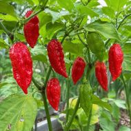 Bhut Jolokia - 10 seeds