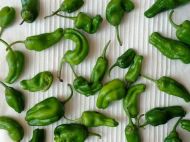 Падрон (Padron) - 25 бр. семена
