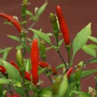 Hot Demon Red - 10 seeds