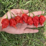 Trinidad Scorpion Moruga Blend - 5 seeds