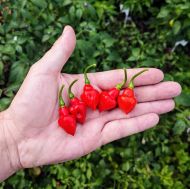 Aji Dulce / Spinning Tops - 15 pcs. seeds