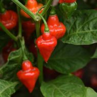 Aji Dulce / Spinning Tops - 15 pcs. seeds