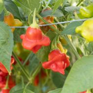 Aji Dulce / Spinning Tops - 15 pcs. seeds