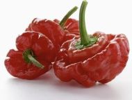 Aji Dulce / Spinning Tops - 15 pcs. seeds