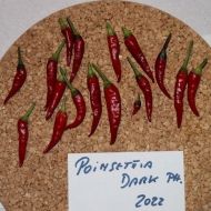 Dark Poinsettia (Poinsettia Dark) - 15 seeds