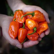 Хабанеро Оранжево (Habanero Orange) - 15 бр. семена