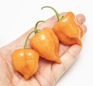 Habanero Orange - 15 pcs. seeds