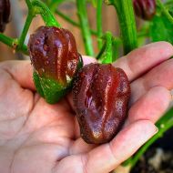 Хабанеро Шоколад (Habanero Chocolate) - 10 бр. семена
