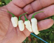 Хабанеро бяло (Habanero White Bullet) - 15 бр. семена