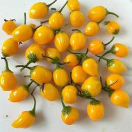 Ахи Чарапита Праскова (Aji Charapita Peach) - 15 бр. семена