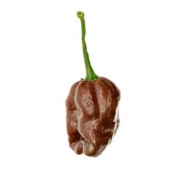 Хабанеро Шоколад (Habanero Chocolate) - 10 бр. семена