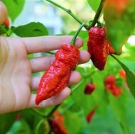 Бхут Джолокия (Bhut Jolokia) - 10 бр. семена