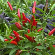Rawit / Tabasco - 25 seeds