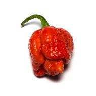 Trinidad Scorpion Moruga Blend - 5 seeds
