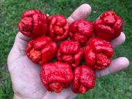 Trinidad Scorpion Moruga Blend - 5 seeds