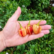Peppapeach Stripey - 10 seeds