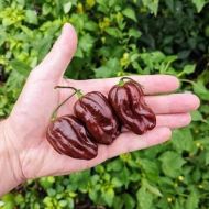 Хабанеро Шоколад (Habanero Chocolate) - 10 бр. семена
