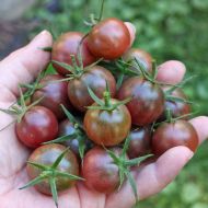 Блек Чери (Black Cherry) - чери домати - 25 бр. семена