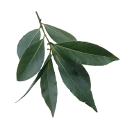 Дафинов лист (Laurus nobilis) - 5 бр. семена